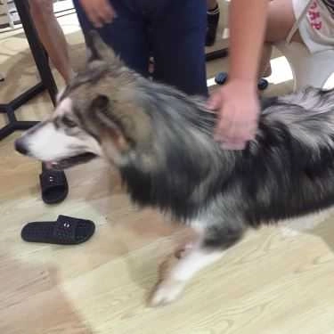 Tổng hợp- Ken’s House - Coffee & Pet