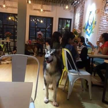 Tổng hợp- Ken’s House - Coffee & Pet
