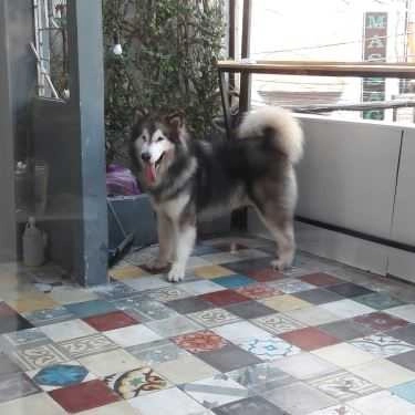 Tổng hợp- Ken’s House - Coffee & Pet