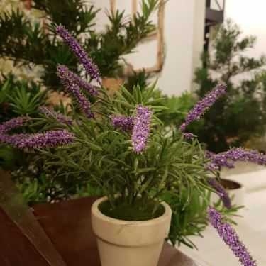 Tổng hợp- Lá Cafe
