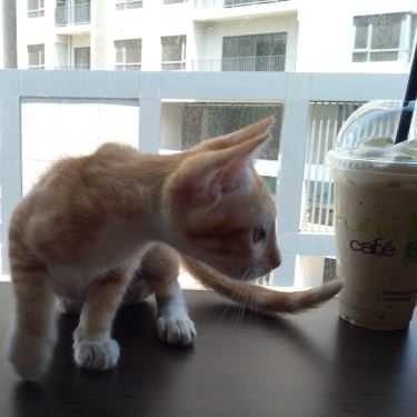 Tổng hợp- La Fruta Café