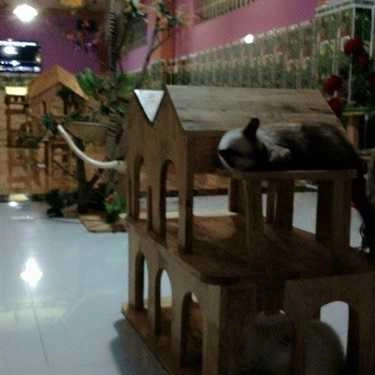 Không gian- Lâu Đài Mèo Cafe - Milktea - Quốc Lộ 22