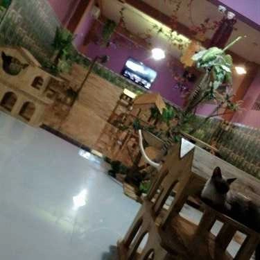 Không gian- Lâu Đài Mèo Cafe - Milktea - Quốc Lộ 22