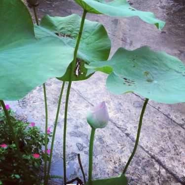 Tổng hợp- Lotus Coffee