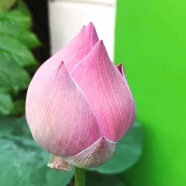 Tổng hợp- Lotus Coffee