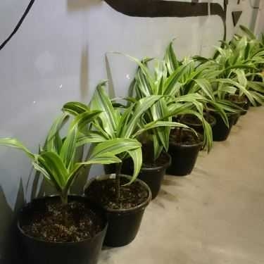 Tổng hợp- Lu Coffee - Trần Hưng Đạo