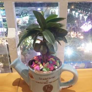 Tổng hợp- Cafe Mango Tree - Nguyễn Huệ