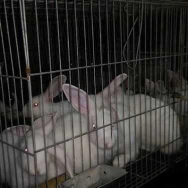 Tổng hợp- Mạnh Quý - Thịt Thỏ & Quán Nhậu