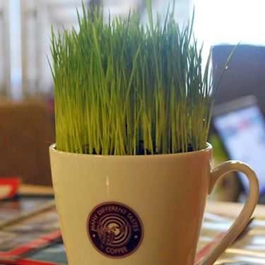 Tổng hợp- MDT - Many Different Tastes Coffee - Pandora City