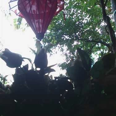 Tổng hợp- Melody Cafe - Chu Văn An