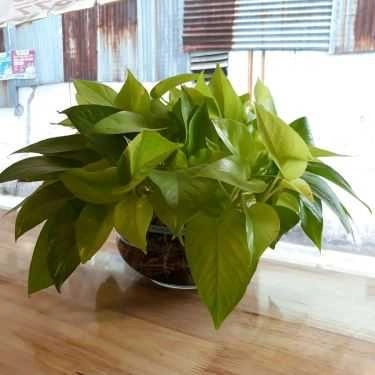 Tổng hợp- Cafe Mia Corner - The Milk Tea Shop
