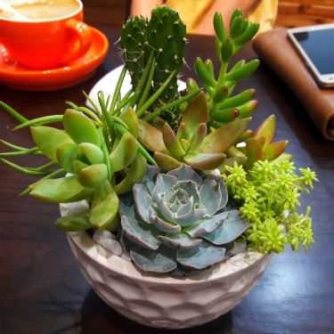 Tổng hợp- Mii Coffee