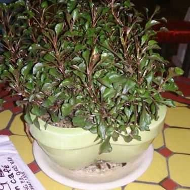 Tổng hợp- Mộc Miên Cafe