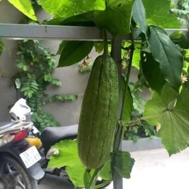Tổng hợp- Mộc Xưa Cafe - Trần Quốc Hoàn