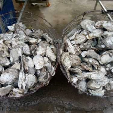 Tổng hợp- Quán Nhậu Nhà Hàng Hải Sản Hòn Rơm