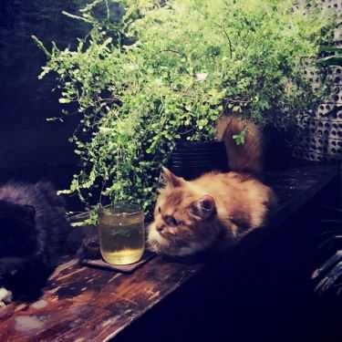 Tổng hợp- Nomad Cafe - Nguyễn Đình Chiểu
