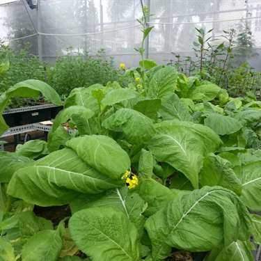Không gian- Cafe Nông Trại Cánh Cam - Ladybug Farm