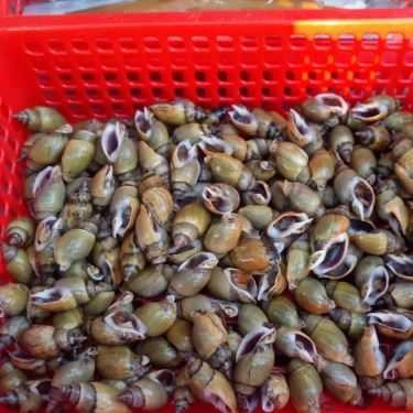 Tổng hợp- Ăn vặt Ốc Nè Đồng Giá 30k