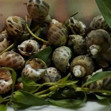 Tổng hợp- Ăn vặt Ốc Nè