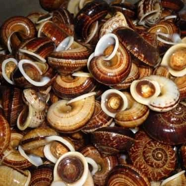 Món ăn- Ăn vặt Ốc Ruốc Phú Yên