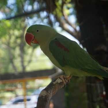 Tổng hợp- Pet Me Cafe