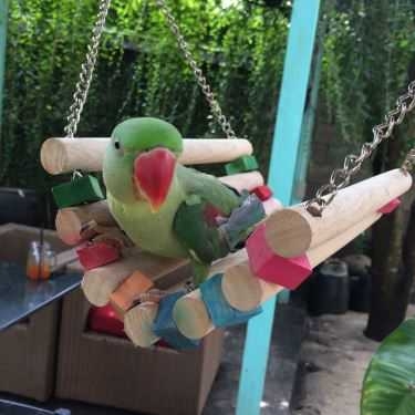 Tổng hợp- Pet Me Cafe