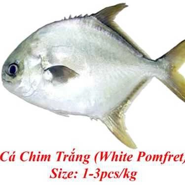 Tổng hợp- Quán Nhậu Phalin Quán - Đặc Sản Cá Biển