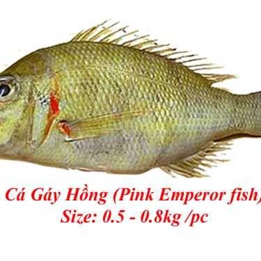 Tổng hợp- Quán Nhậu Phalin Quán - Đặc Sản Cá Biển