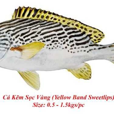 Tổng hợp- Quán Nhậu Phalin Quán - Đặc Sản Cá Biển