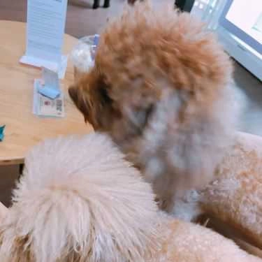 Tổng hợp- Poodle House Coffee - Phan Đình Phùng