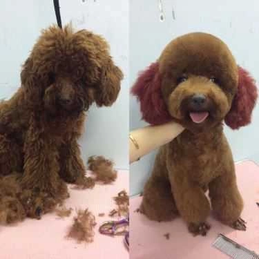 Tổng hợp- Poodle House Coffee - Phan Đình Phùng