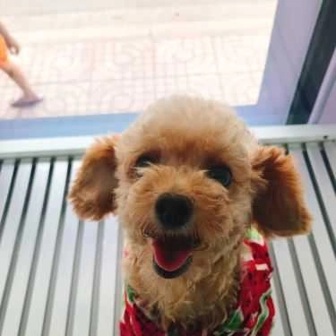 Tổng hợp- Poodle House Coffee - Phan Đình Phùng