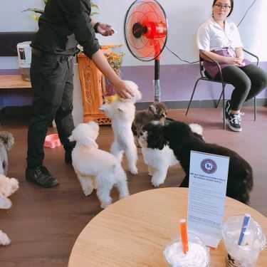 Tổng hợp- Poodle House Coffee - Phan Đình Phùng
