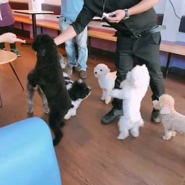 Tổng hợp- Poodle House Coffee - Phan Đình Phùng