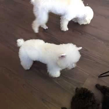 Tổng hợp- Poodle House Coffee - Phan Đình Phùng