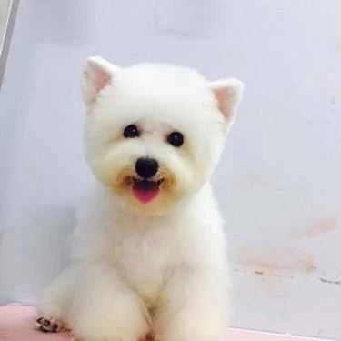 Tổng hợp- Poodle House Coffee - Phan Đình Phùng