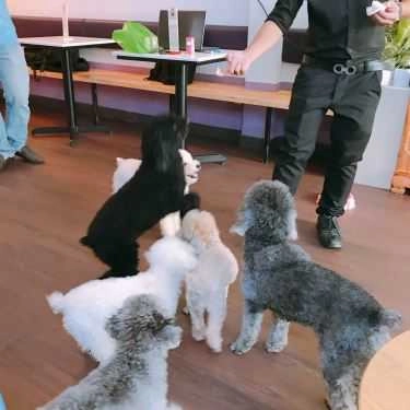 Tổng hợp- Poodle House Coffee - Phan Đình Phùng