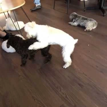 Tổng hợp- Poodle House Coffee - Phan Đình Phùng