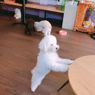 Tổng hợp- Poodle House Coffee - Phan Đình Phùng