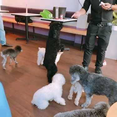 Tổng hợp- Poodle House Coffee - Phan Đình Phùng