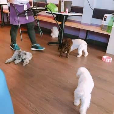 Tổng hợp- Poodle House Coffee - Phan Đình Phùng