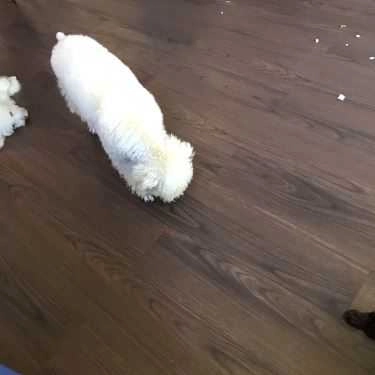 Tổng hợp- Poodle House Coffee - Phan Đình Phùng