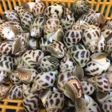 Tổng hợp- Quán Nhậu Quán Bia Tuyết 1 - Song Hành Xa Lộ Hà Nội