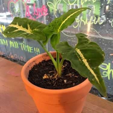Tổng hợp- Raw Cafe