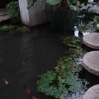 Tổng hợp- Cỏ May SaiGon - Café