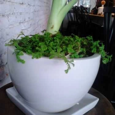 Tổng hợp- SaiGon Chic Cafe