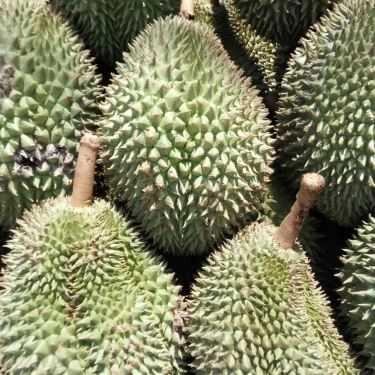 Tổng hợp- Sầu Riêng - Shop Online