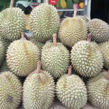 Tổng hợp- Sầu Riêng - Shop Online
