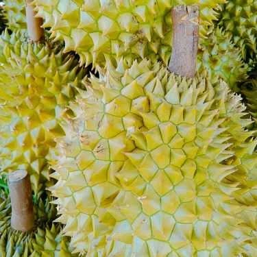 Tổng hợp- Ăn vặt Sầu Riêng Nguyễn Sơn