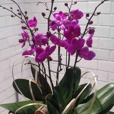 Tổng hợp- Hoa cưới, shop hoa Alyssa Orchids - Shop Hoa Tươi